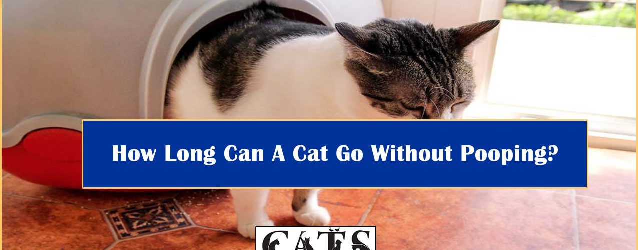 How Long Can A Cat Go Without Pooping?