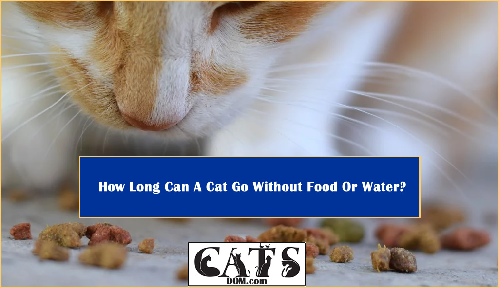 How Long Can A Cat Go Without Food Or Water? - CatsDom
