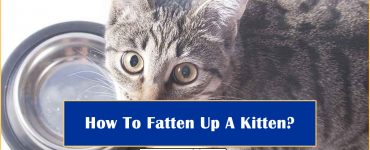 How To Fatten Up A Kitten?